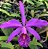 Cattleya Máxima - Imagem 1