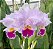 Cattleya Trianae Tipo "Cassio Lopes x Zorro" - Imagem 1