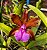 Cattleya Bicolor - Imagem 1