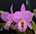 Cattleya Labiata Concolor x Self - Imagem 1