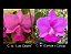 Cattleya Walkeriana "Luiz Castro x (Carlota x Carola) MUDAS - Imagem 2
