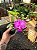 Cattleya Walkeriana "Candides x ( Paula x Joel da Silveira) MUDAS - Imagem 2