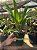Laelia Tenebrosa ADULTA - Imagem 2