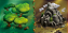 Dragomino - Imagem 11