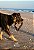 Mordedor Natural - Crush Pet (1un) - Pele bovina desidratada - AlecrimPet - Imagem 2