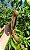 Brinquedo de Roer Benebone wishbone bacon G - Benebone - Imagem 3