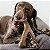 Brinquedo de Roer Benebone wishbone bacon G - Benebone - Imagem 1