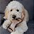 Brinquedo de Roer Benebone Dental Chew Bacon P - Benebone - Imagem 1