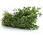 OREGANO FRESCO MAÇO - Imagem 1