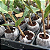 Kit 10 x Pastilha Celula De Germinacao Turfa Jiffy 42X75MM - Imagem 4