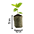 Pastilha Celula De Germinacao E Clonagem Turfa Jiffy 42X75MM - Imagem 4