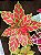 Flor De Natal Poinsetia Vermelha e Verde 30x20x20cm - Imagem 3