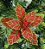 Flor De Natal Poinsetia Vermelha e Verde 30x20x20cm - Imagem 1