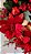 Guirlanda Papai Noel 61 cm - Imagem 4