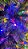 PISCALED-50 METROS 240LEDS -COLORIDO - 110V LED PIMENTINHA - Imagem 3