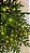 ÁRVORE REALISTA PINHEIRO PINUS 1370 GALHOS 500 LEDS WARM 2,10CM - Imagem 10