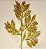 GALHO DOURADO 45CM - Imagem 2