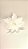Pick Poinsetia Glitter Branco 24x23cm - Imagem 2