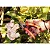 Tesoura de Poda Profissional Bypass Tramontina - 17mm - Imagem 6
