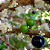 Fertilizante Mineral Misto Forth Jabuticabeiras - 400g - Imagem 7