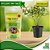 Fertilizante Adubo Liberação Lenta 250g Kit 2u Dimy Plantas - Imagem 5