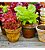 Fertilizante Adubo Liberação Lenta 250g Kit 2u Dimy Plantas - Imagem 6