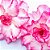 Fertilizante Adubo Rosa Deserto 120ml Dimy Rende Até 12 L - Imagem 4