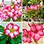 Fertilizante Foliar Liquido Rosa Do Deserto 500ml Vitaplan - Imagem 5