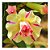 Adubo Fertilizante Rosa Do Deserto 1kg Flores Vasos Jardim - Imagem 3