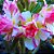 Adubo Fertilizante Rosa Do Deserto 1kg Flores Vasos Jardim - Imagem 5