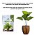 Adubo Fertilizante Palmeiras 1kg Mineral Misto Crescrimento Jardim Solo NPK 12-06-12 com Algas Marinhas - Imagem 2