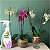 Fertilizante Forth Orquídeas Floração Pronto Uso 500ml - Imagem 5