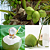 Adubo Fertilizante Forth Coqueiros 400g - NPK - Imagem 3