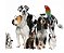 Curso de Florais Bach para Animais de Estimação - Imagem 1