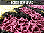Tapete Capacho Hogwarts - Imagem 4