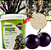 ADUBO PARA JABUTICABEIRA EM PÓ 400G FORTH - Imagem 3
