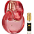 Omnia Coral - Bvlgari - Imagem 1