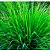 Óleo Essencial de Capim Limão (lemongrass) 10ml - Imagem 2