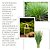 Óleo Essencial de Capim Limão (lemongrass) 10ml - Imagem 3