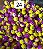 Miçanga do Lek - Abacaxi amarelo/roxo - Imagem 1