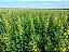 Sementes de Crotalaria Spectabilis - Imagem 2