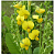 Sementes de Crotalaria Spectabilis - Imagem 3