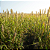 Sementes de Milheto ADR 9060 - Imagem 2