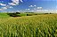 Sementes de Triticale - Imagem 2