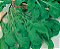 Sementes De Rúcula Folha Larga Topseed Premium - 100g - Imagem 2