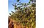 Sementes de Sansão do Campo (Mimosa caesalpiniifolia) - Para Cerca Viva - Imagem 5