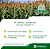 Semente de Sorgo Top 1° para Silagem - 10kg - Imagem 7