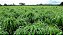 Semente de Capim Sarandi (Andropogon melhorado) – Embalagem 6 kg - Imagem 2