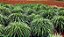 Semente de Capim Sarandi (Andropogon melhorado) – Embalagem 6 kg - Imagem 6