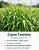 Semente de Capim Tanzânia (Panicum maximum cv. Tanzânia) - Imagem 2
